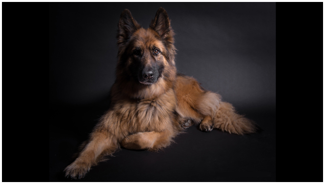 German Shepherd studio photograph Janet Ardley Cumbria Dog Training Photo Gallery