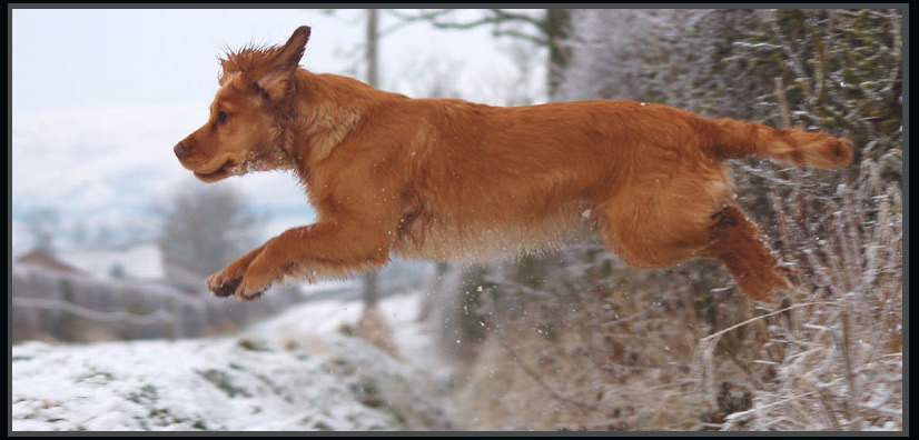 Active Dog Boarding