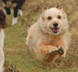 Jaffa in full flight !